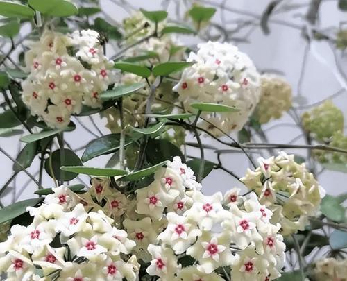 密封阳台适合种植哪些花卉？