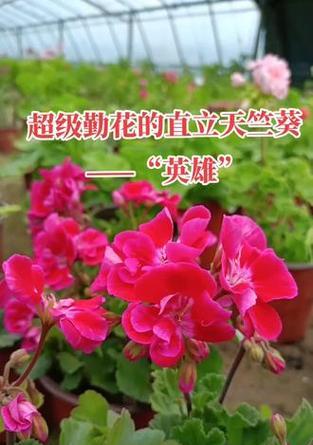 天竺葵金桃仙子养护方法是什么？如何保持其健康？