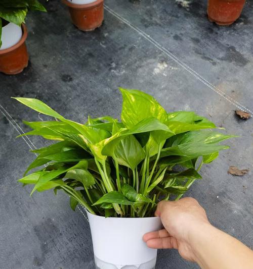 阳台摆放植物是否有助于吸尘？