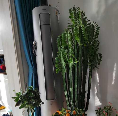 阳台摆放植物是否有助于吸尘？