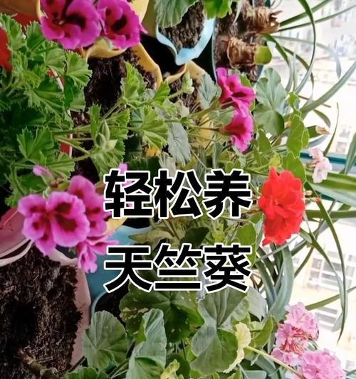 天竺葵的栽培方法和技术有哪些？如何确保其四季开花？