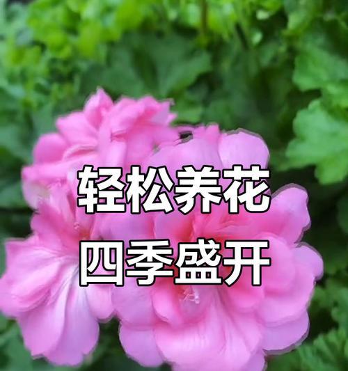 天竺葵的栽培方法和技术有哪些？如何确保其四季开花？