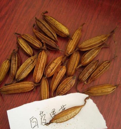 白芨的最佳播种时间是什么时候？播种技巧有哪些？