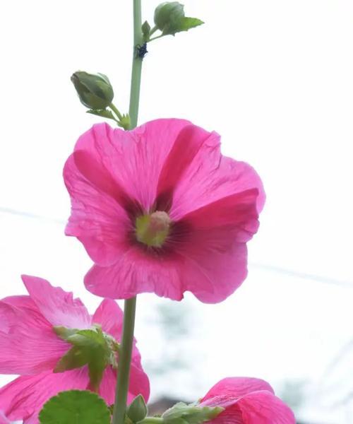 蜀菊的栽培技术有哪些呢？蜀菊栽培需要注意哪些要点？