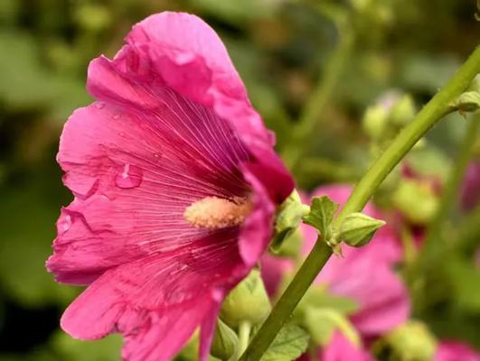 蜀菊的栽培技术有哪些呢？蜀菊栽培需要注意哪些要点？