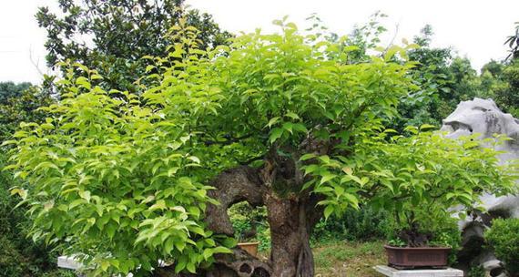 丁香花盆景的挽制方法是什么？