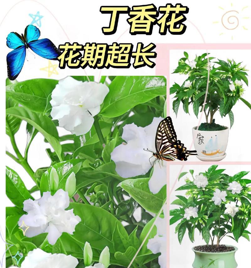 丁香花盆景的挽制方法是什么？