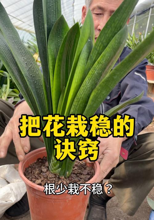 君子兰倒盆后花根消毒用什么？