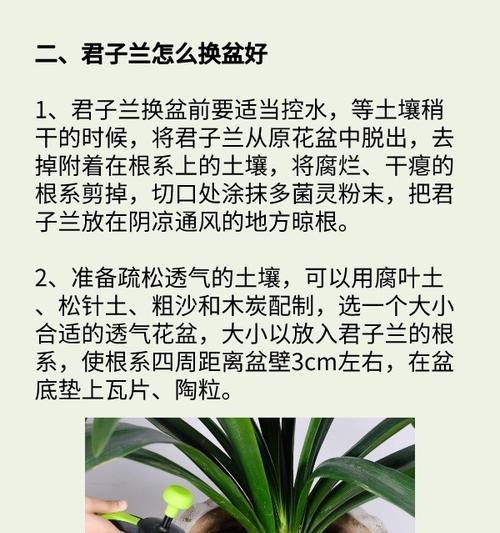 君子兰倒盆后花根消毒用什么？