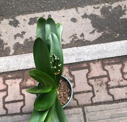 君子兰倒盆后花根消毒用什么？