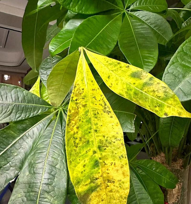 大叶子观赏木本植物的养护要点是什么？