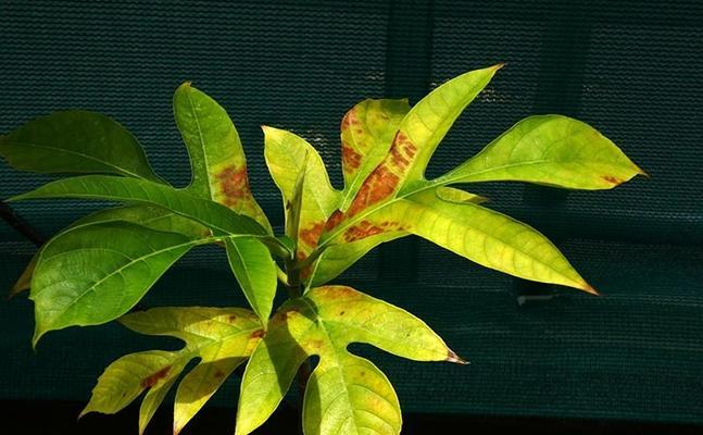 大叶子观赏木本植物的养护要点是什么？