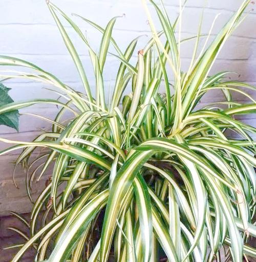 大叶子观赏木本植物的养护要点是什么？