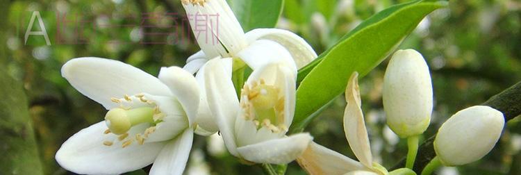 油橙播种什么时间最好？最佳时间是什么时候？
