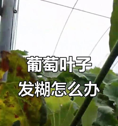 葡萄塑料叶子发黄应该怎么办？