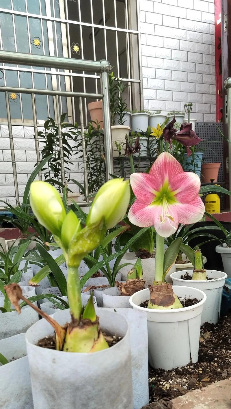 朱顶红哪种品种的叶子更佳？
