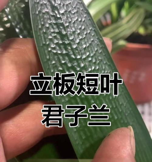 君子兰叶片短是什么原因？如何解决？