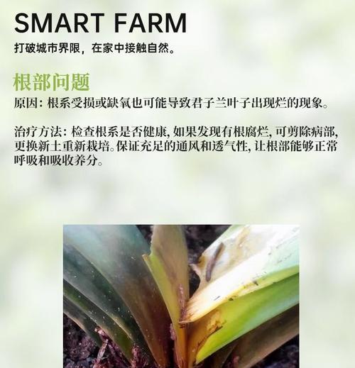君子兰叶片短是什么原因？如何解决？