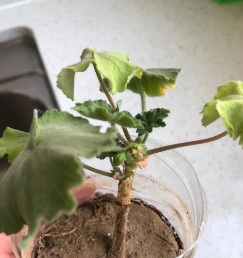 天竺葵不爱消苞应该怎么办？