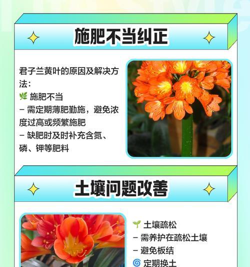 君子兰叶子去除过多的补救措施是什么？
