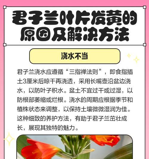 君子兰叶子去除过多的补救措施是什么？