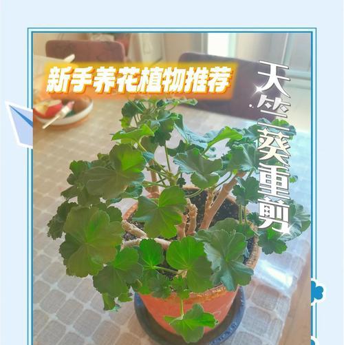 天竺葵出杆子的秘诀是什么？如何促进天竺葵生长？