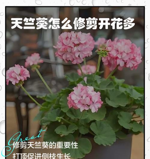 天竺葵出杆子的秘诀是什么？如何促进天竺葵生长？