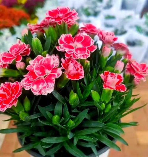 庭院阳台适合种植哪些花卉？