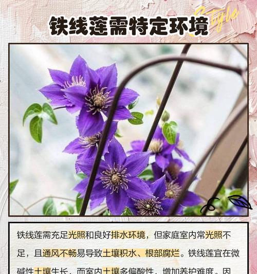 铁线莲河南地栽过冬吗怎么养？如何进行养护？