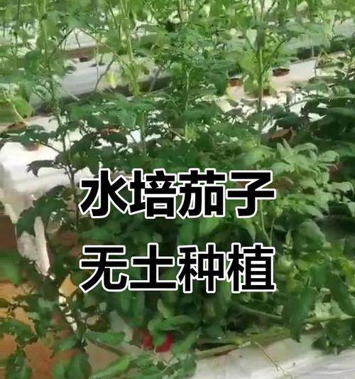 茄子倒置栽培的关键技术是什么？