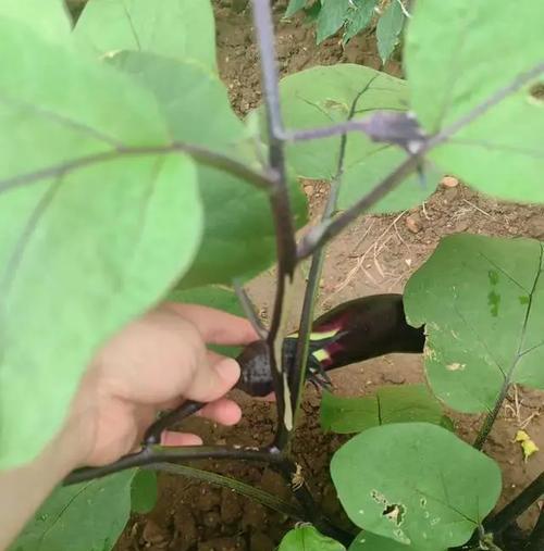 茄子倒置栽培的关键技术是什么？