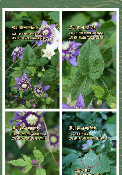 铁线莲怕油吗怎么养护好？铁线莲的正确养护方法是什么？