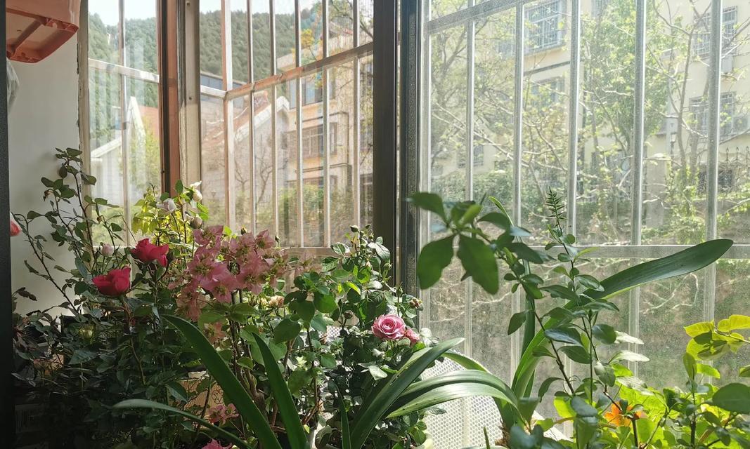 后阳台适合种植哪些花卉？