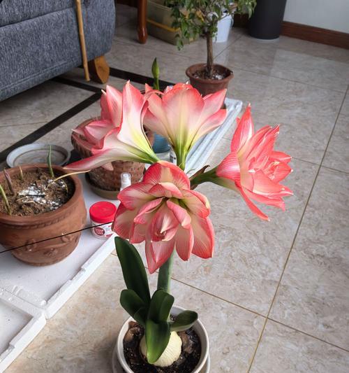 后阳台适合种植哪些花卉？