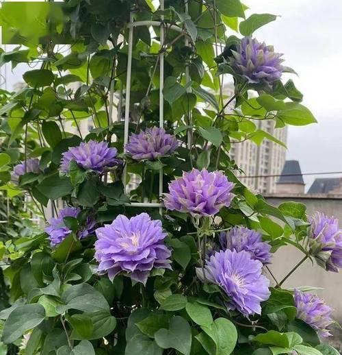 后阳台适合种植哪些花卉？
