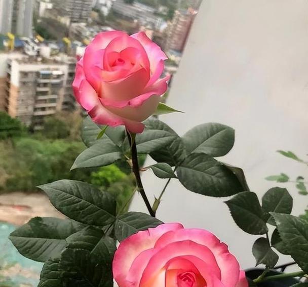 艾莎月季的养护技巧有哪些？