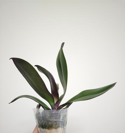 阳台丢弃的花是什么品种？