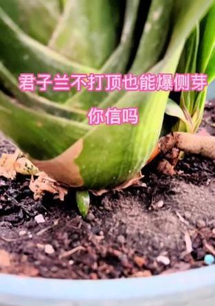 君子兰小侧芽移栽的最佳时机和步骤是什么？