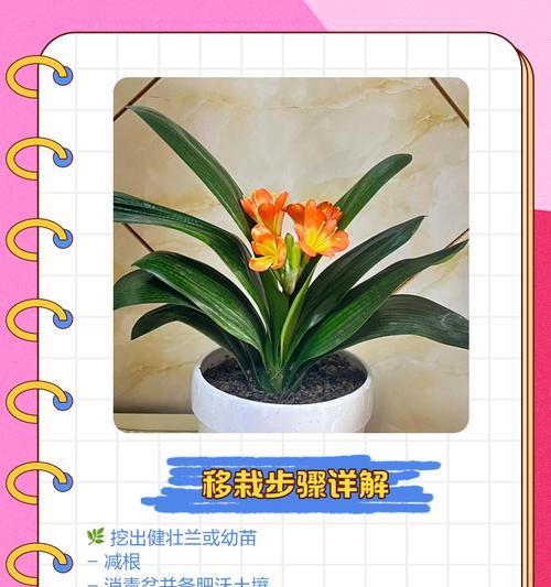 君子兰小侧芽移栽的最佳时机和步骤是什么？