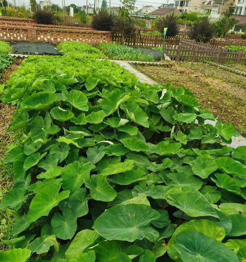 芋子的最佳播种时间是什么时候？