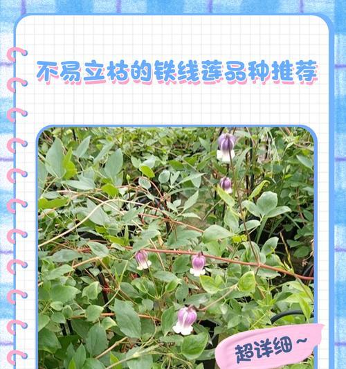 铁线莲春天不发芽？如何解决？