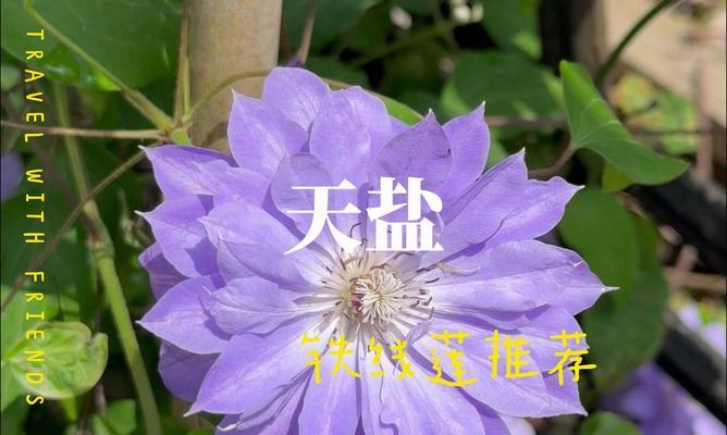 铁线莲春天不发芽？如何解决？