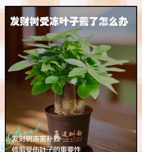 发财树冻伤叶子发黄如何处理？有哪些预防措施？