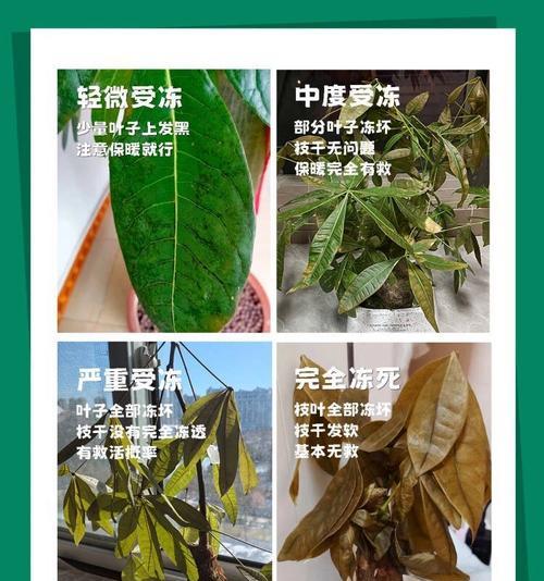 发财树冻伤叶子发黄如何处理？有哪些预防措施？