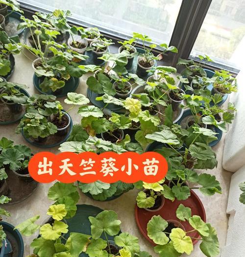 天竺葵怎么育苗茁壮的？关键步骤和技巧是什么？