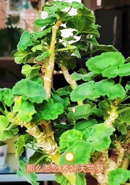 天竺葵怎么育苗茁壮的？关键步骤和技巧是什么？