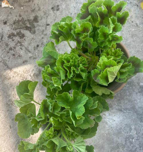 天竺葵怎么育苗茁壮的？关键步骤和技巧是什么？