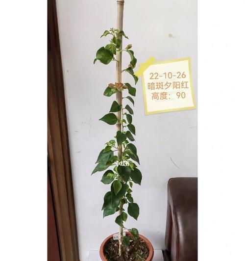 高杆侧飘三角梅修剪的最佳方法是什么？