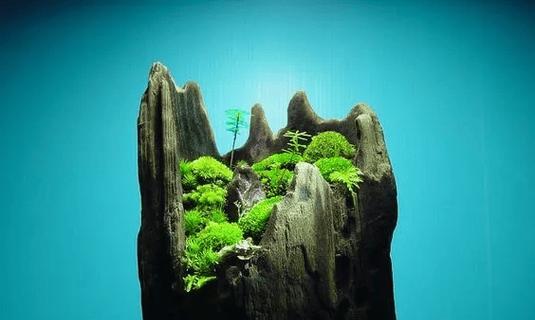 老桩盆景青苔的选择标准是什么？