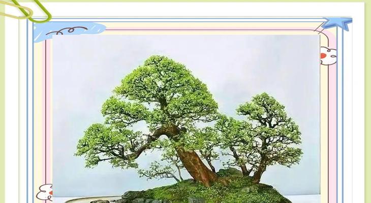 老桩盆景青苔的选择标准是什么？